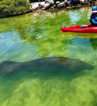 Captivated by the Majestic West Indian Manatee